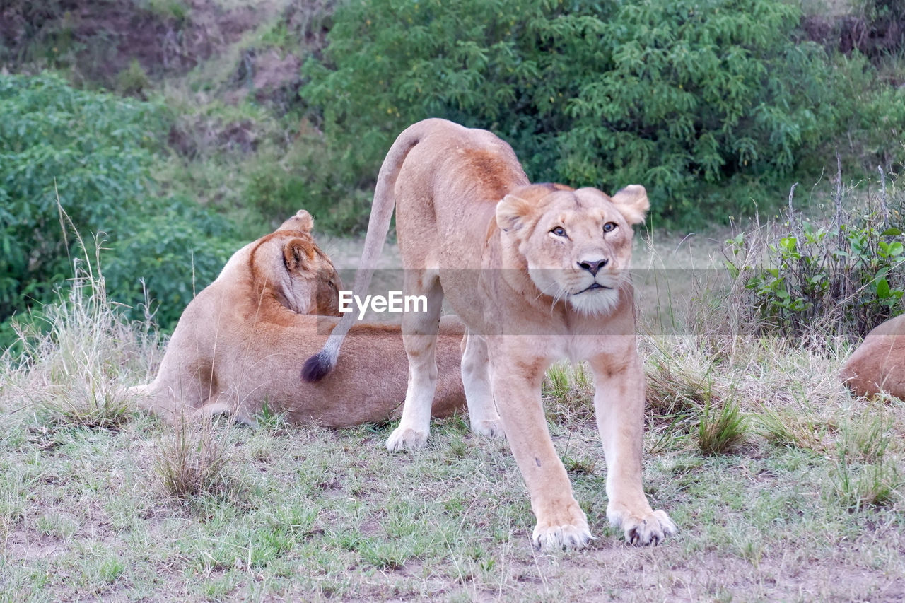 Lioness stretches after a nap in the maasai mara, kenya