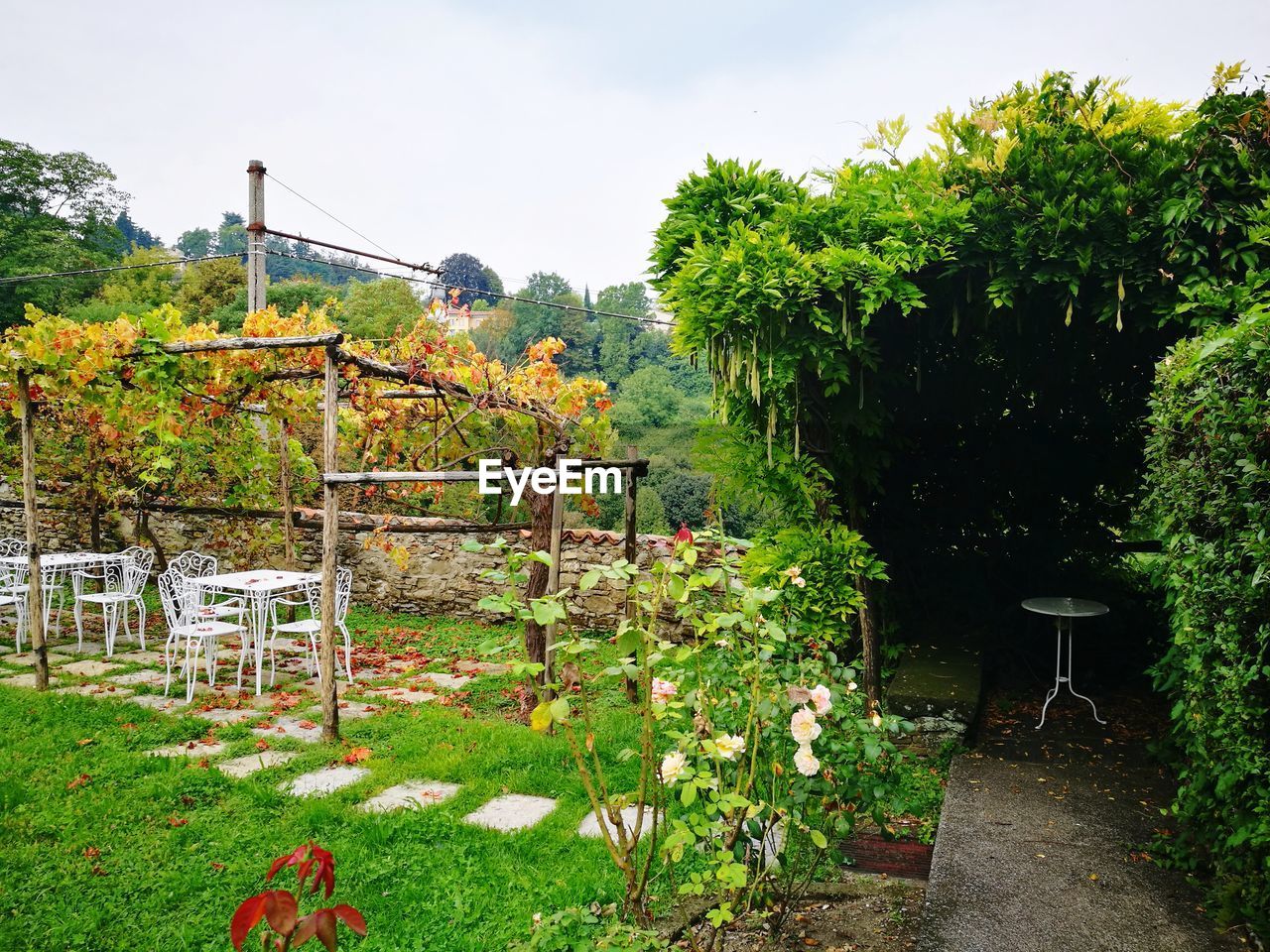 PLANTS AND ABANDONED CHAIR IN YARD