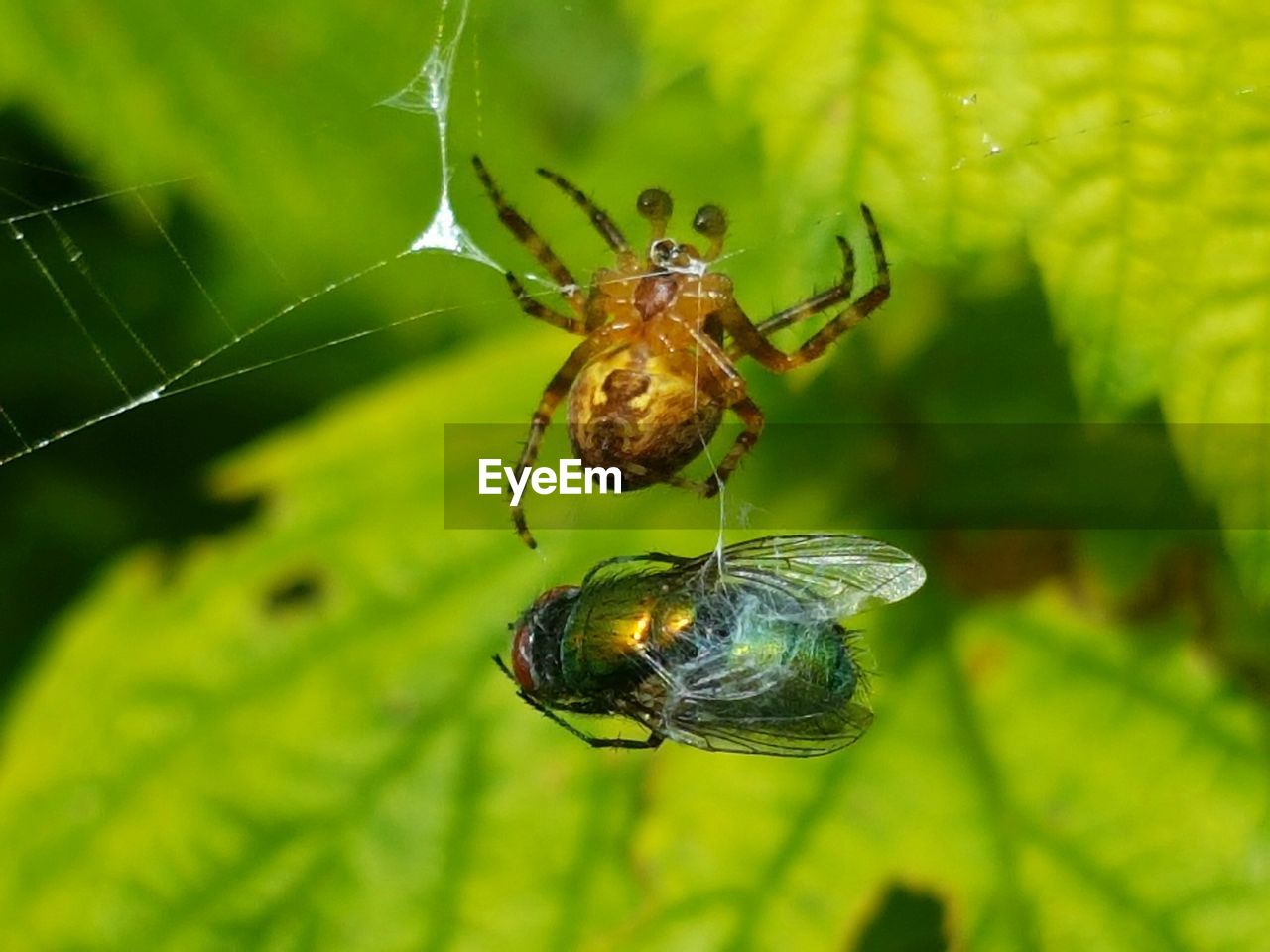 Close-up of spider hunting fly on web