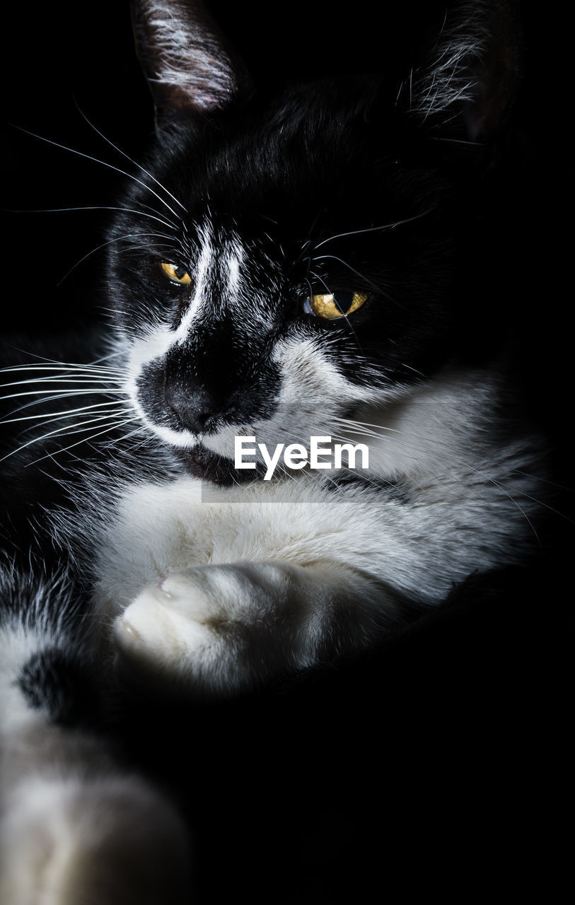 CLOSE-UP PORTRAIT OF CAT SITTING ON BLACK