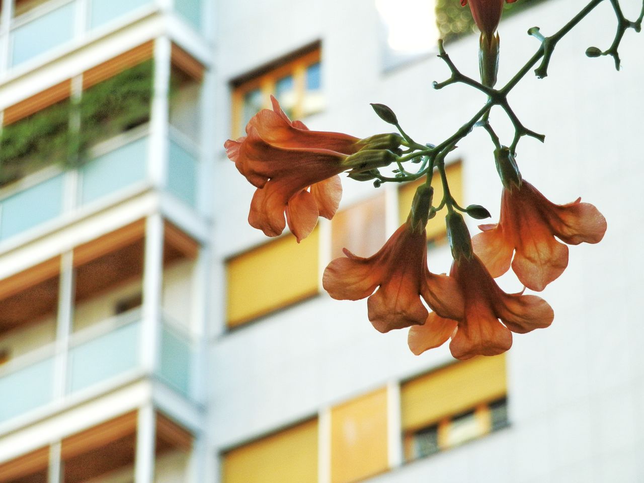 LOW ANGLE VIEW OF FLOWERING PLANT AGAINST WALL