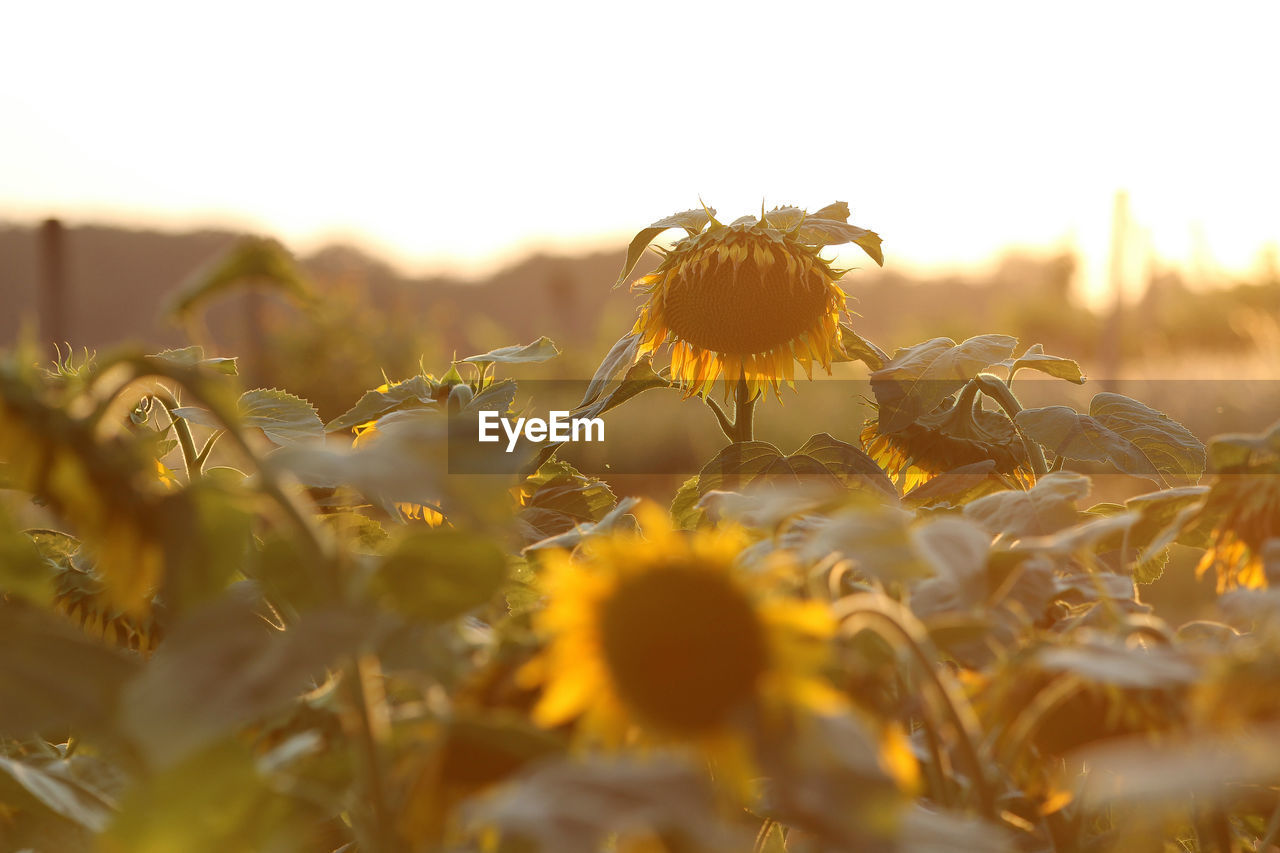 Close-up of sunflower on field against sky