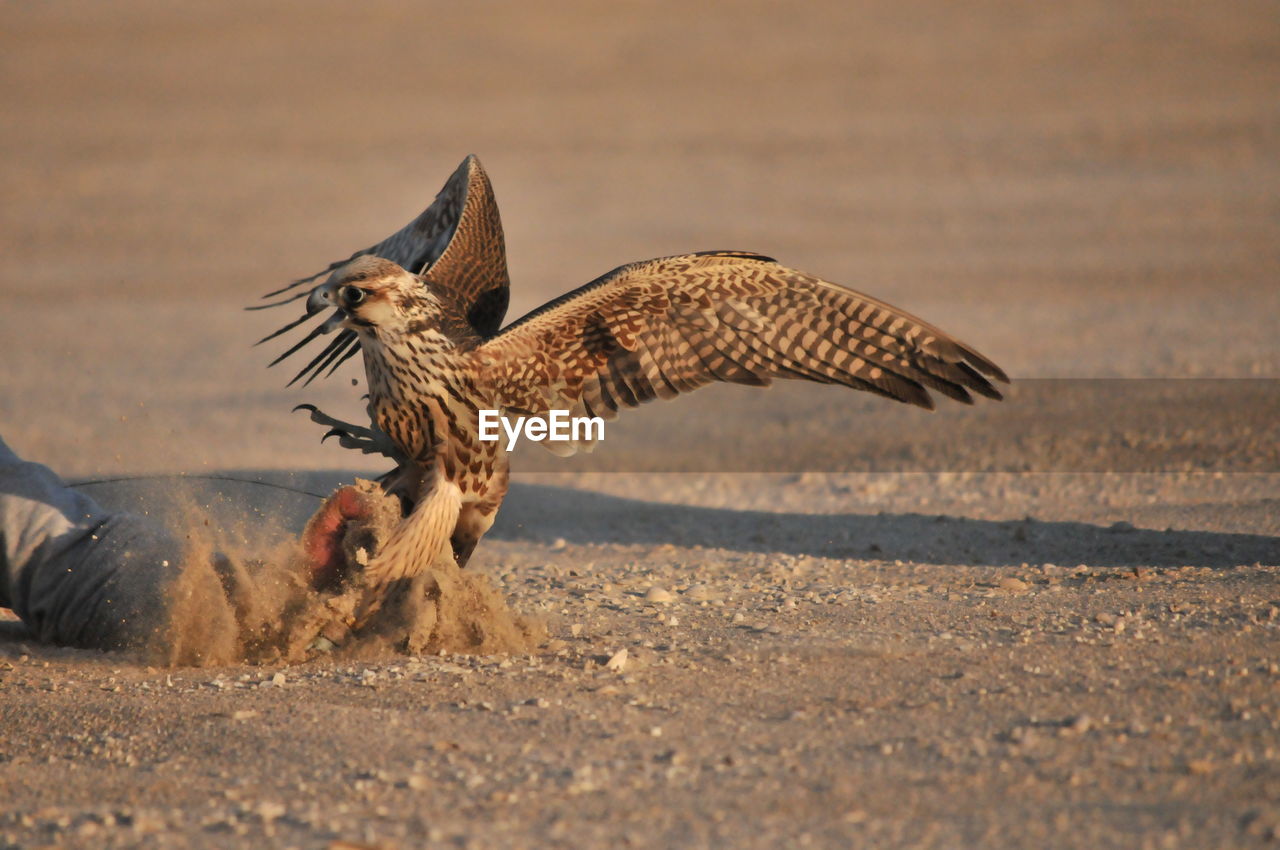 Bird flying over a land