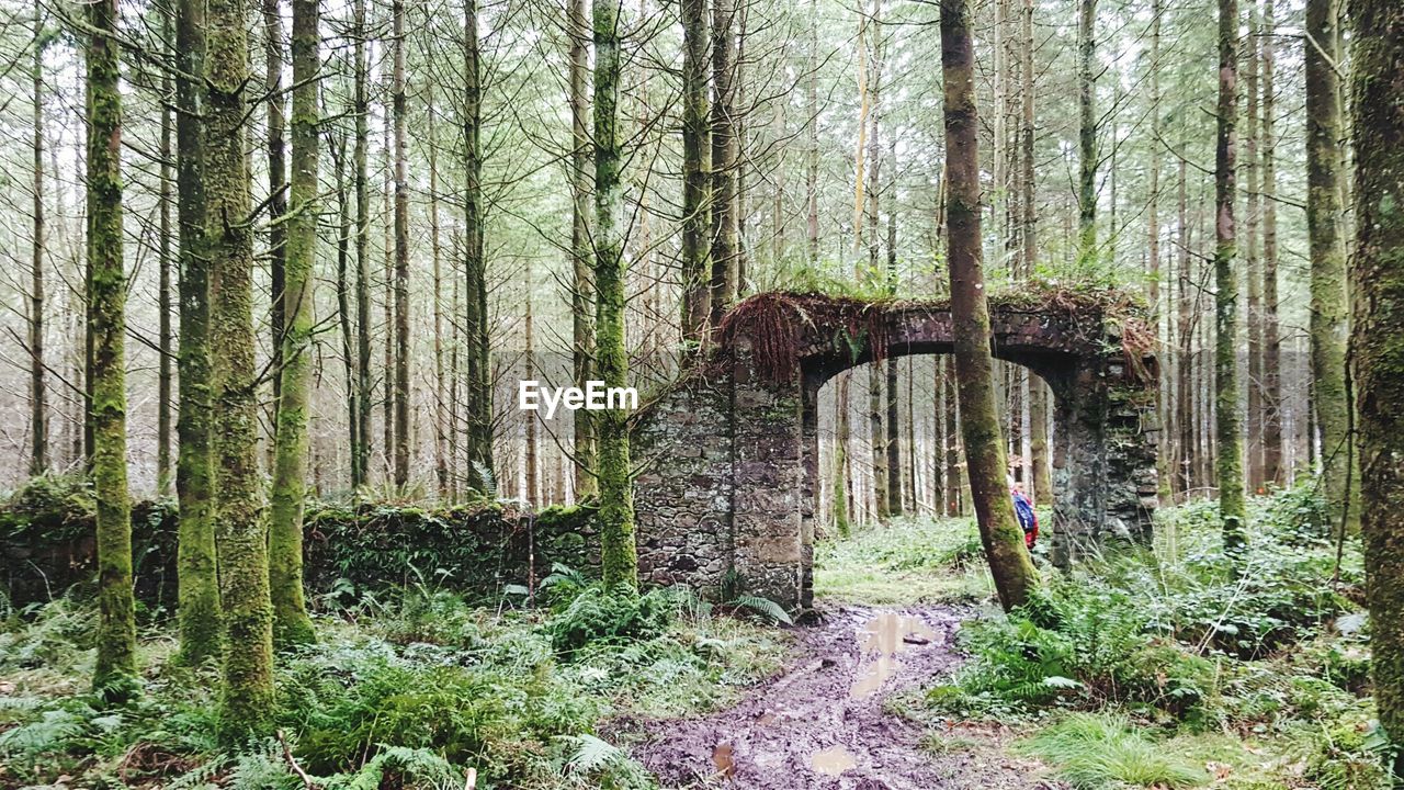 TREES GROWING IN FOREST