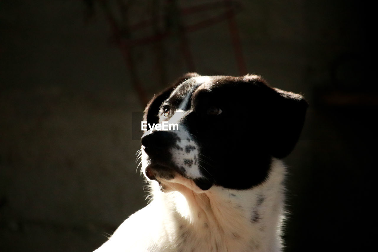 CLOSE-UP OF DOG LOOKING AWAY IN BLACK BACKGROUND