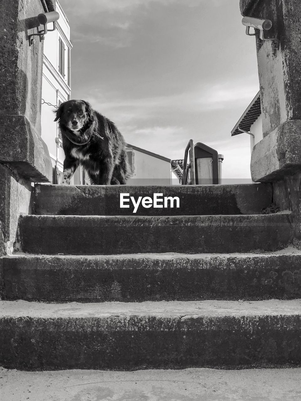 Low angle view of dog on stairs