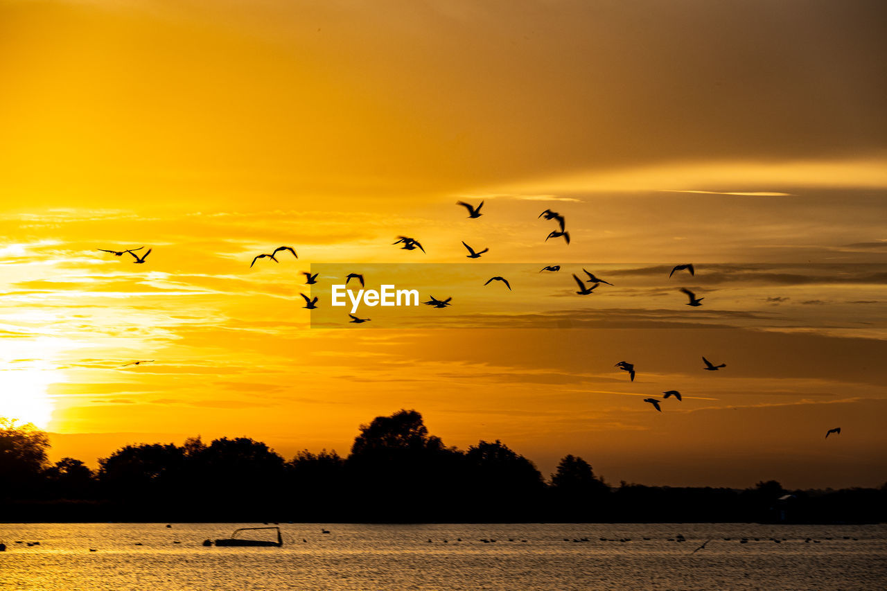 Silhouette birds flying over lake during sunset