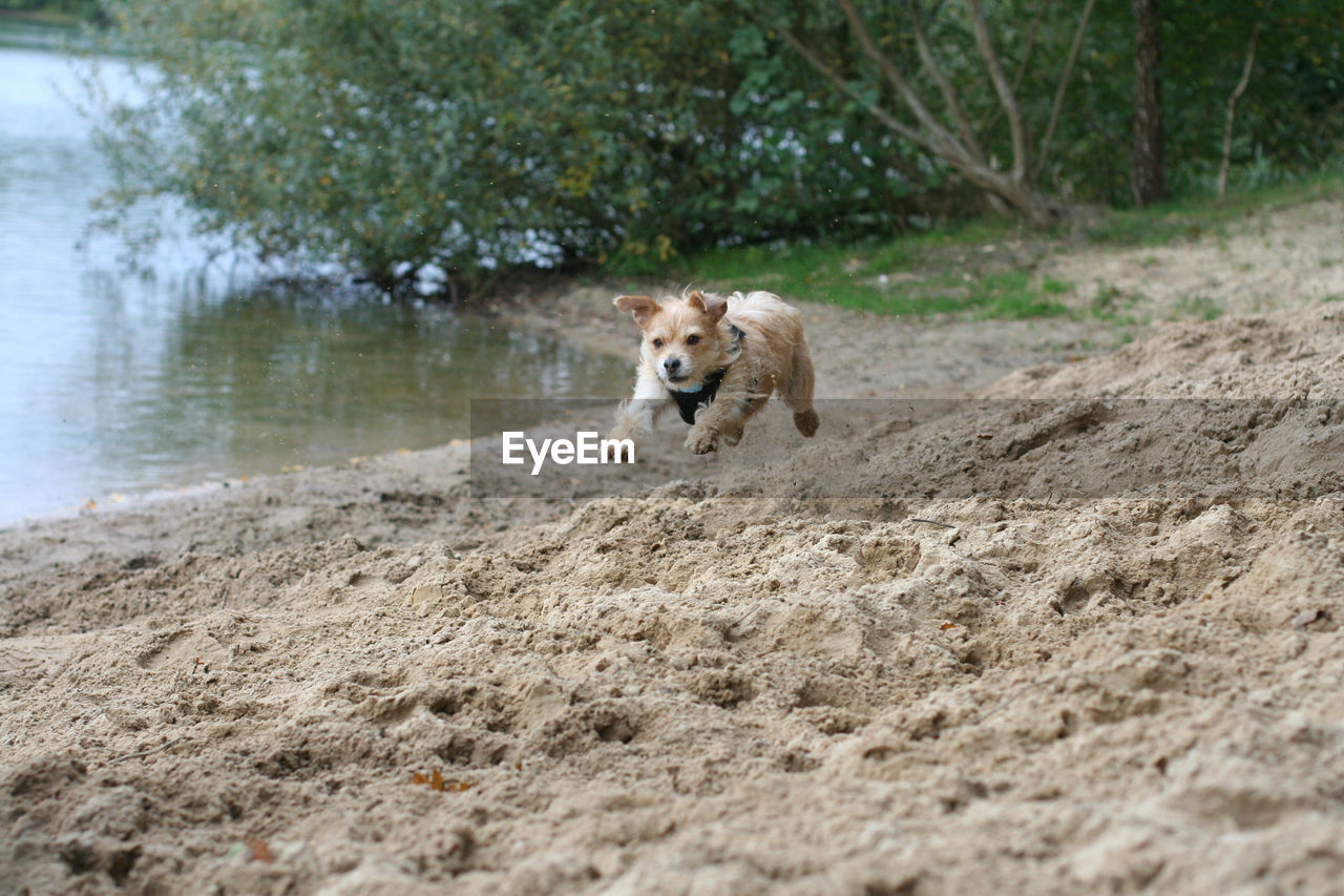 Dog running on sand by lake
