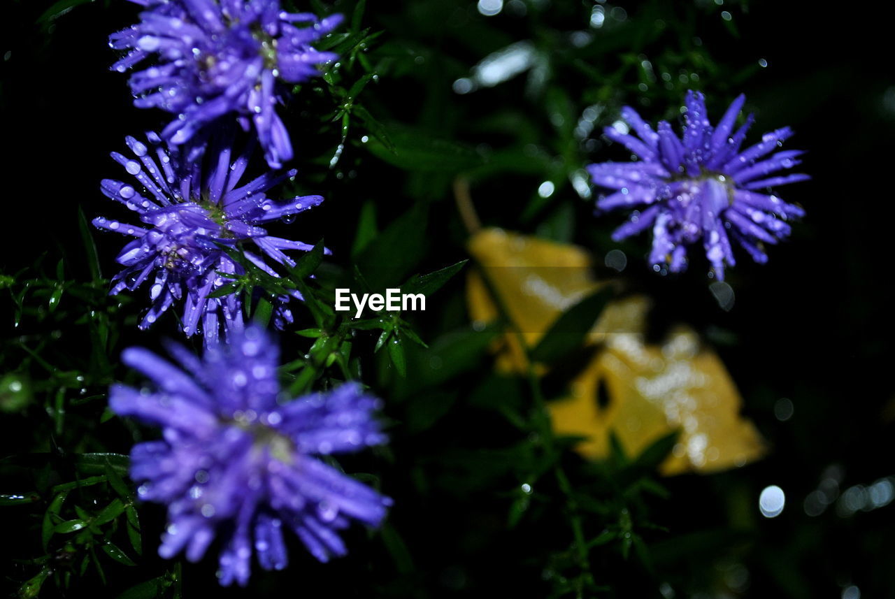 PURPLE FLOWERS BLOOMING OUTDOORS