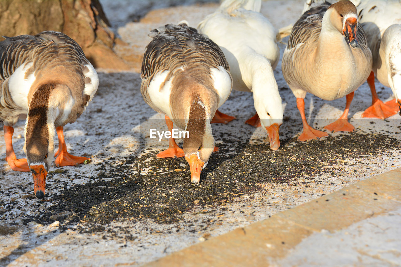 Geese feeding seeds on snowy field