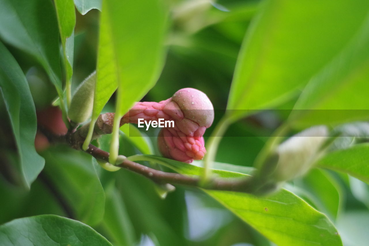 CLOSE-UP OF PINK FLOWER BUDS