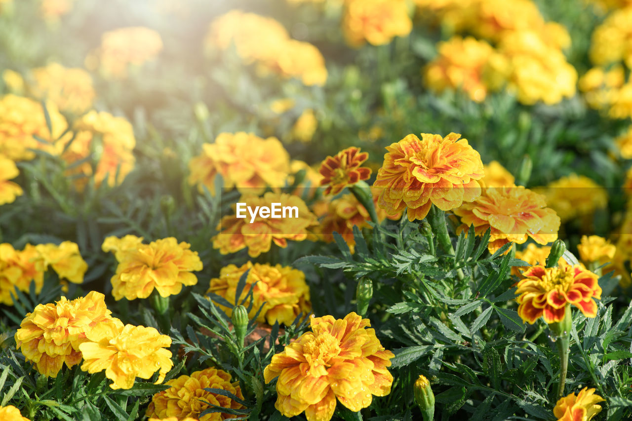 Beautiful yellow marigolds flower in garden, flower nature background concept