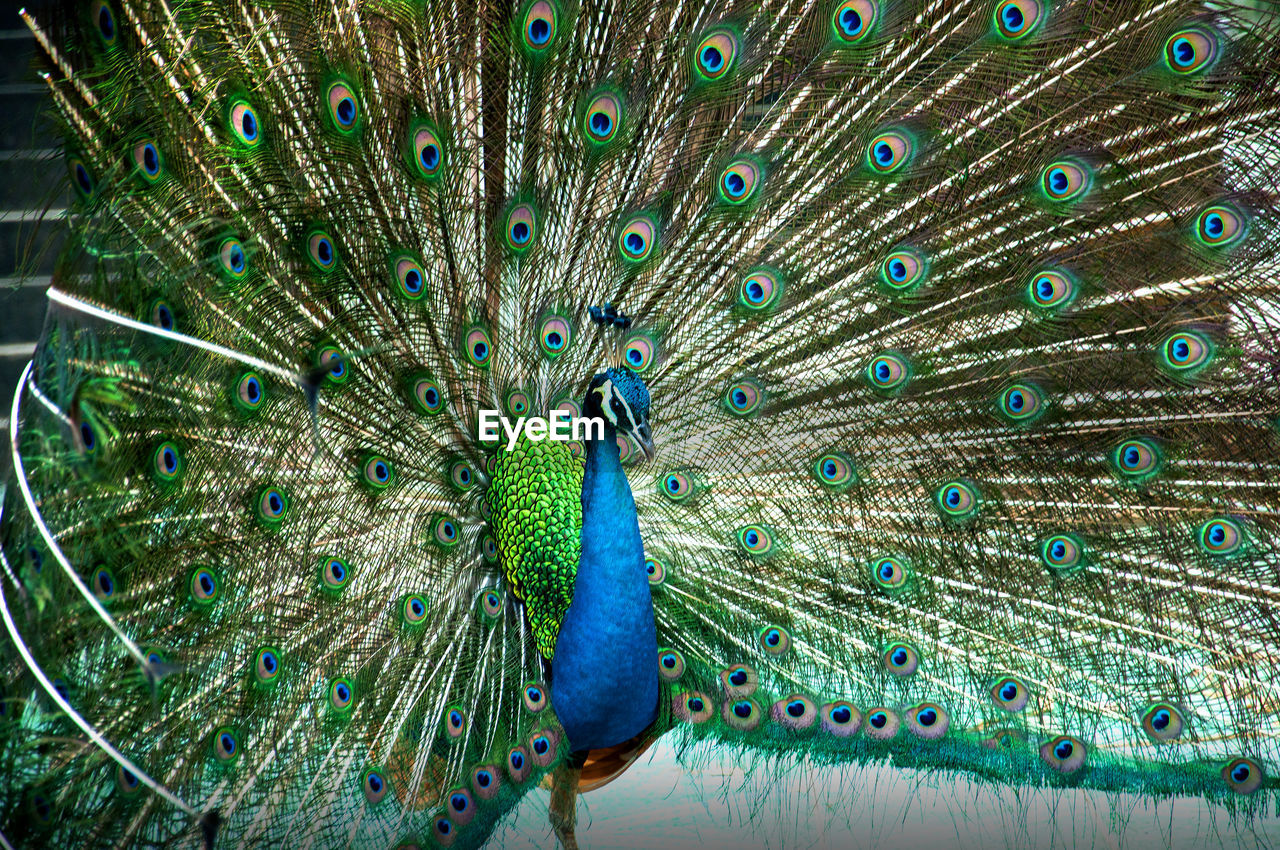 CLOSE-UP OF PEACOCK WITH BLUE FEATHERS