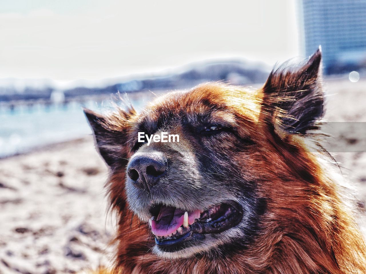 Close-up of hairy dog at beach