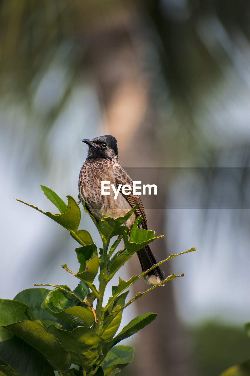 A cute red vented bulbul