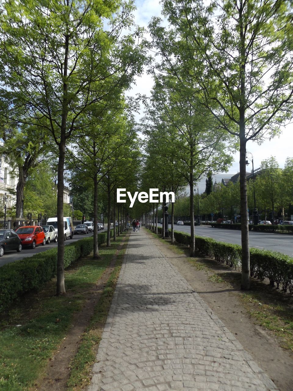 ROAD PASSING THROUGH TREES