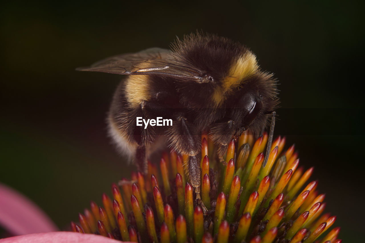 CLOSE-UP OF BUMBLEBEE ON FLOWER