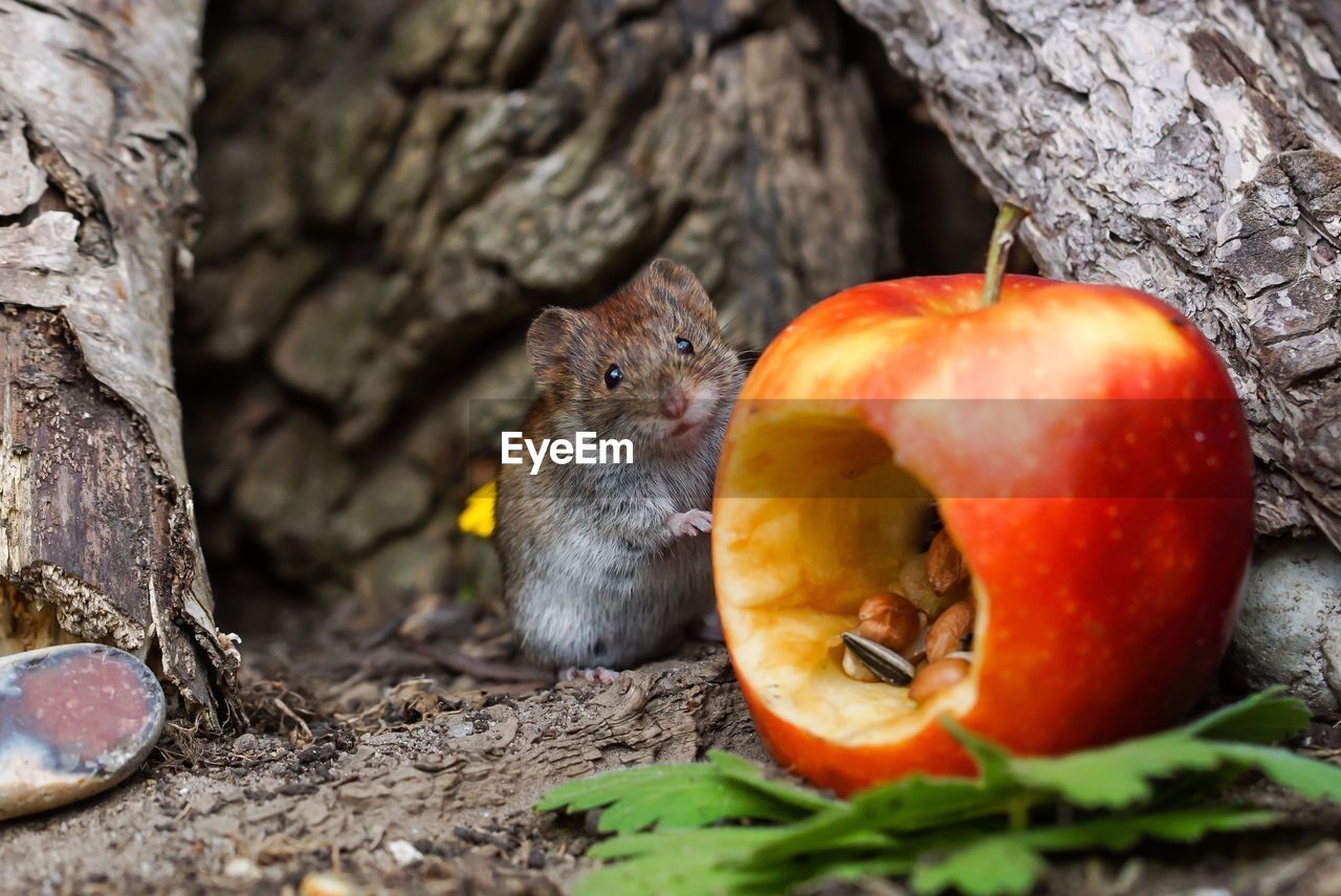 Close-up of rodent by eaten apple