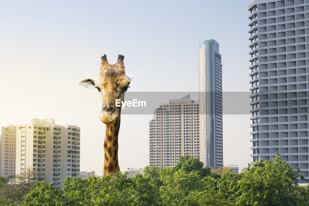 Collage art of giraffe in skyscrapers view