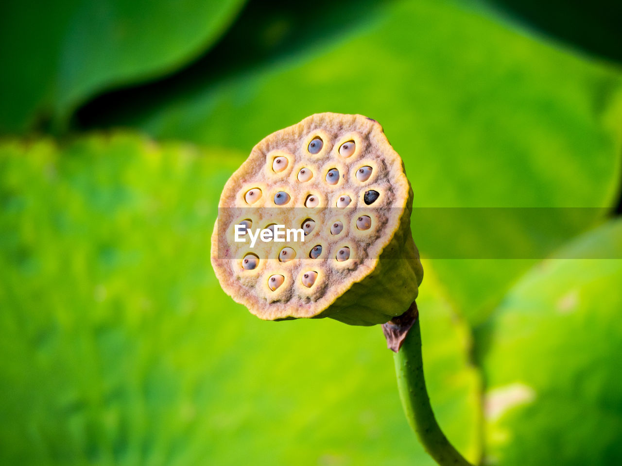 Close-up of lotus plant