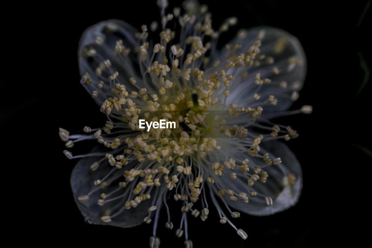 Close-up of flower over black background