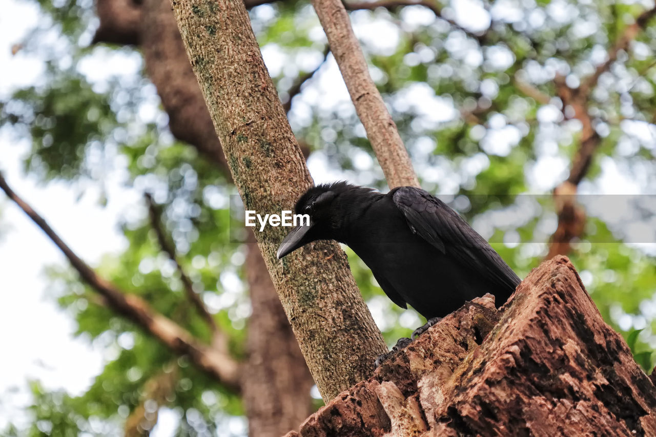 Low angle view of bird perching on tree