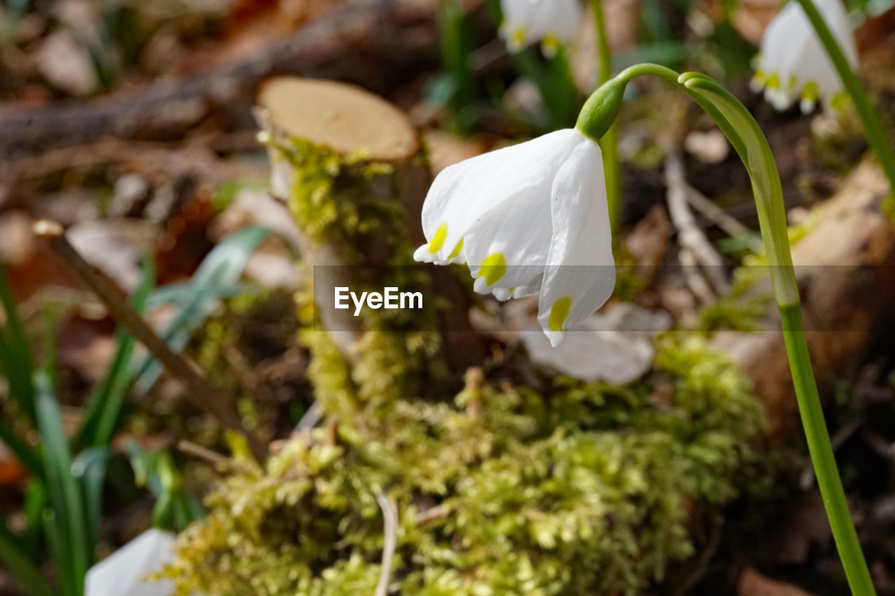 CLOSE-UP OF WHITE ROSE FLOWER