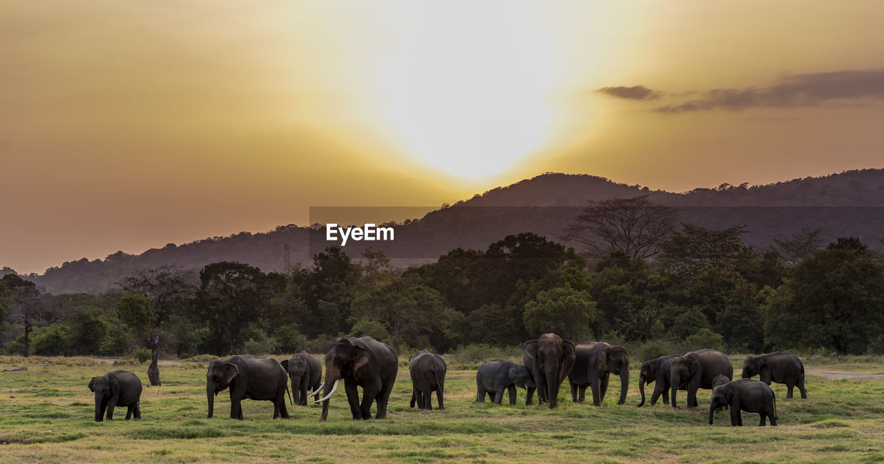 Elephants walking on field during sunset