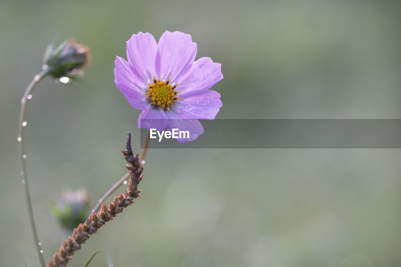 Close-up of purple flowering plant