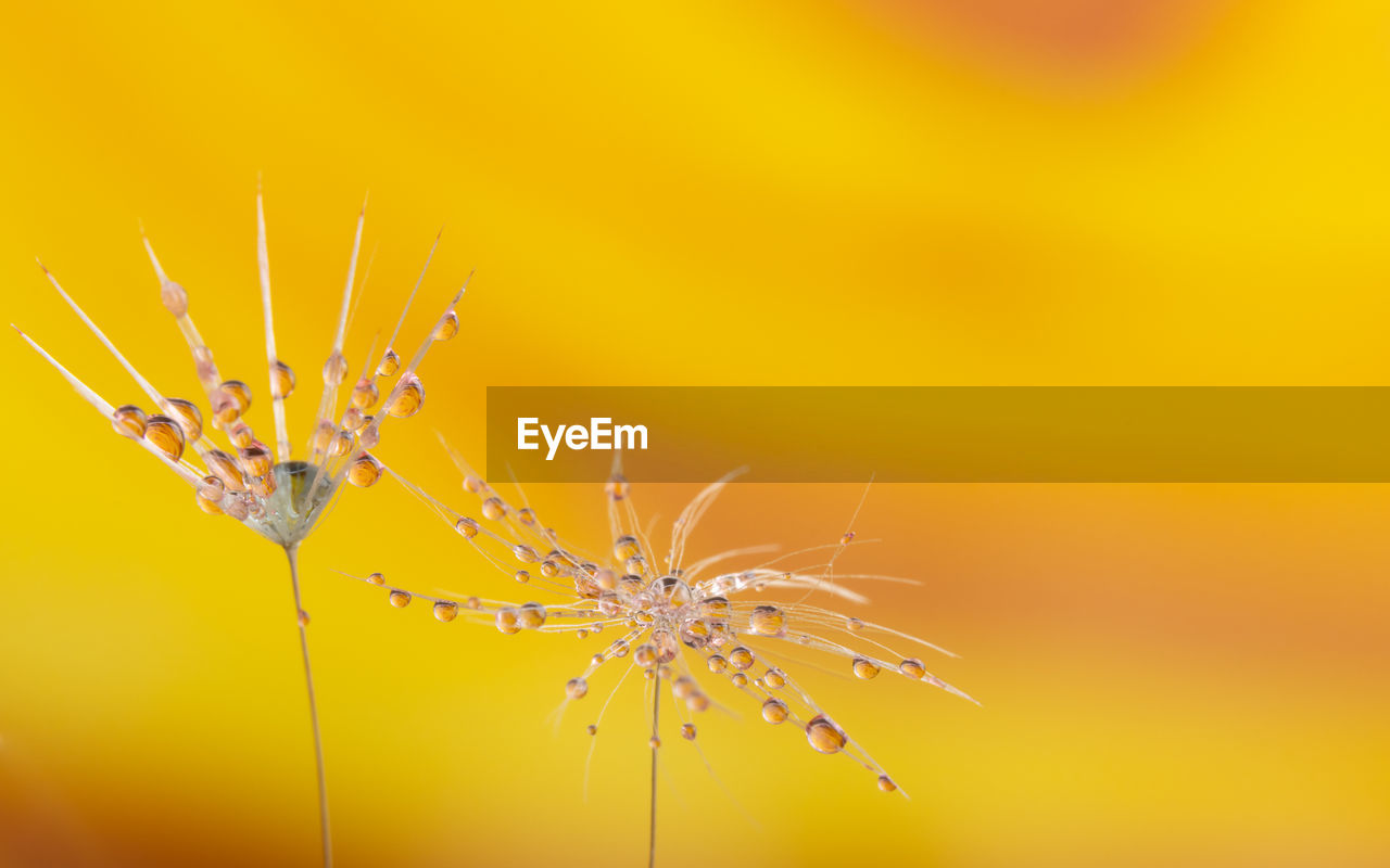CLOSE-UP OF YELLOW FLOWER