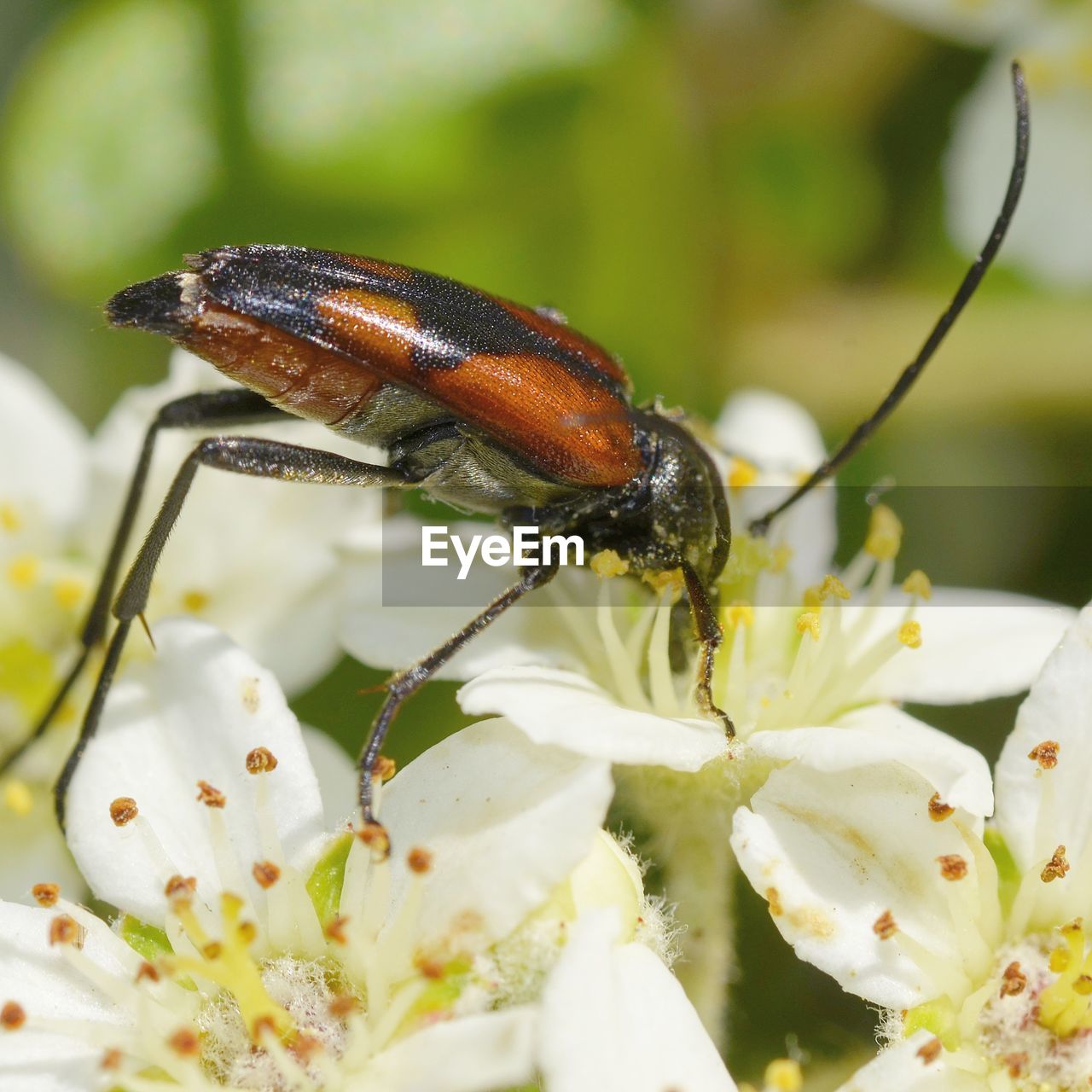 CLOSE-UP OF HONEY BEE ON FLOWER