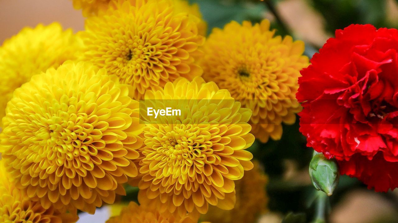 Close-up of yellow flowering plant