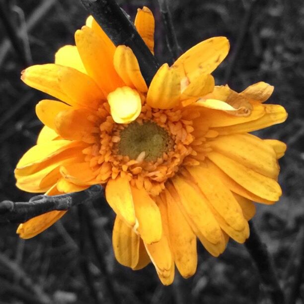 CLOSE-UP OF YELLOW FLOWERS BLOOMING