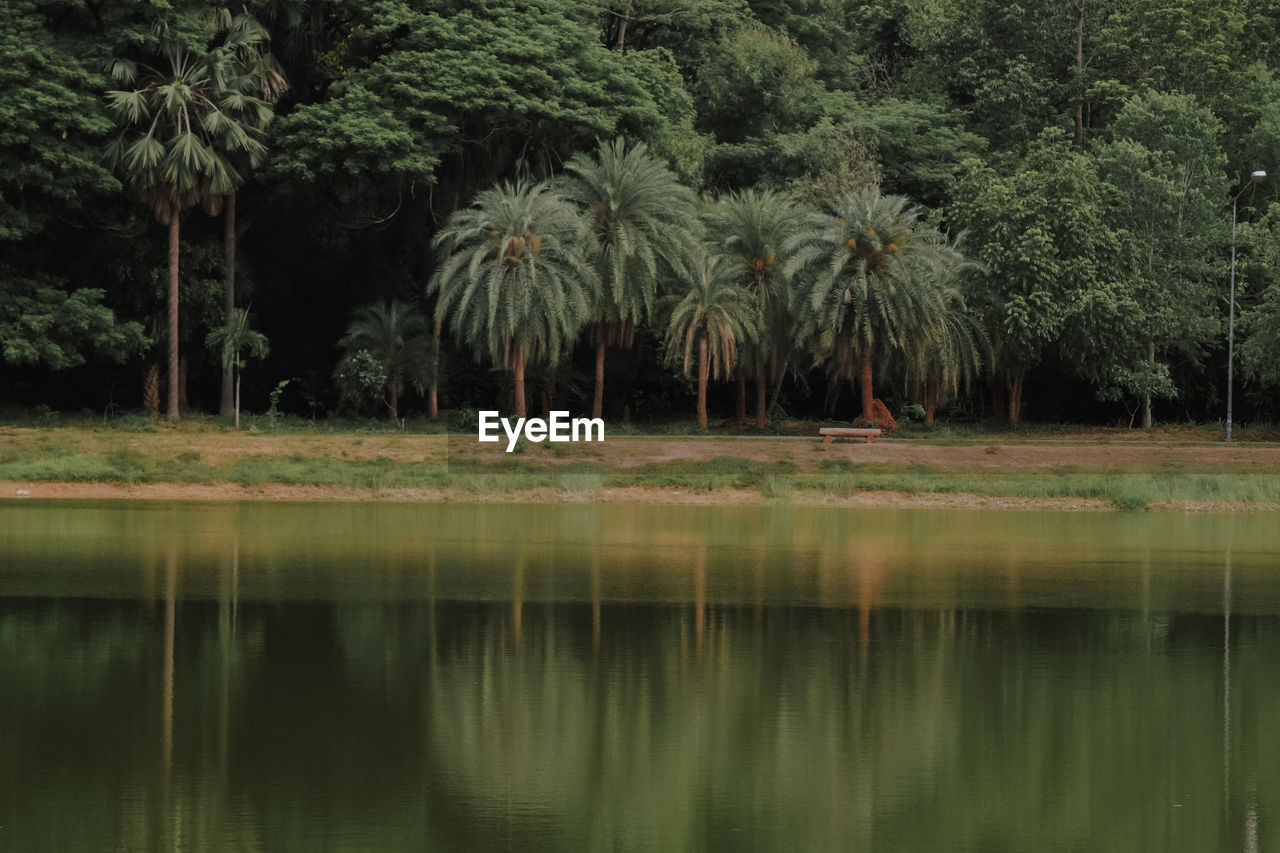 Scenic view of palm trees by lake