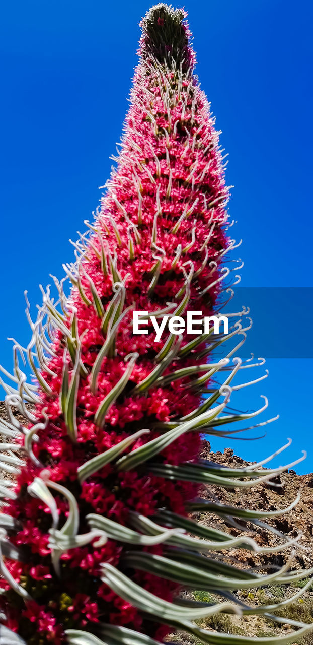 CLOSE-UP OF RED CACTUS PLANT AGAINST CLEAR SKY