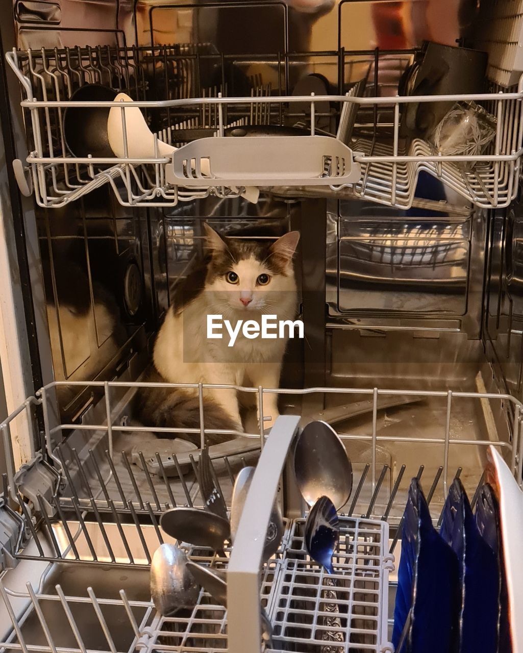 Portrait of cat in cage at store