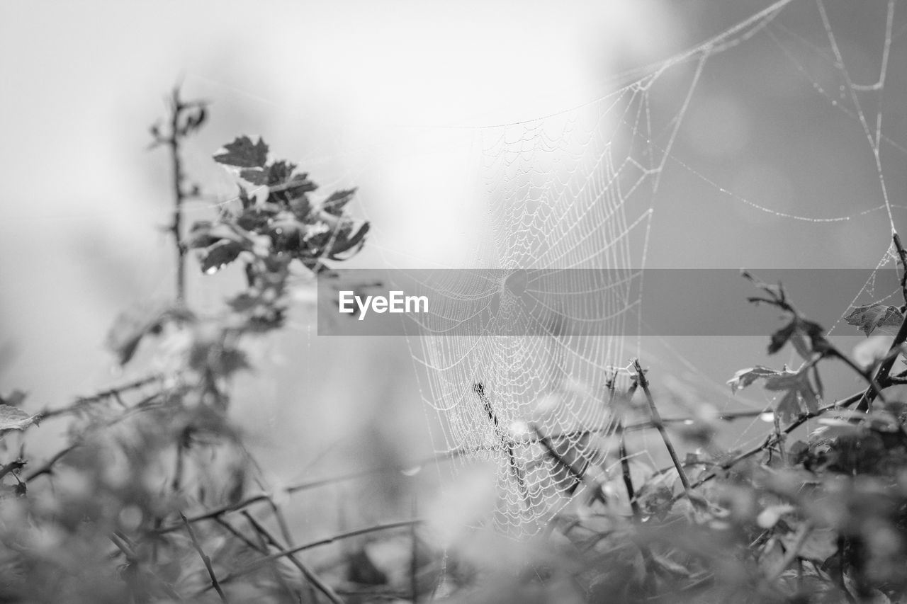 Close-up of spider web against blurred background