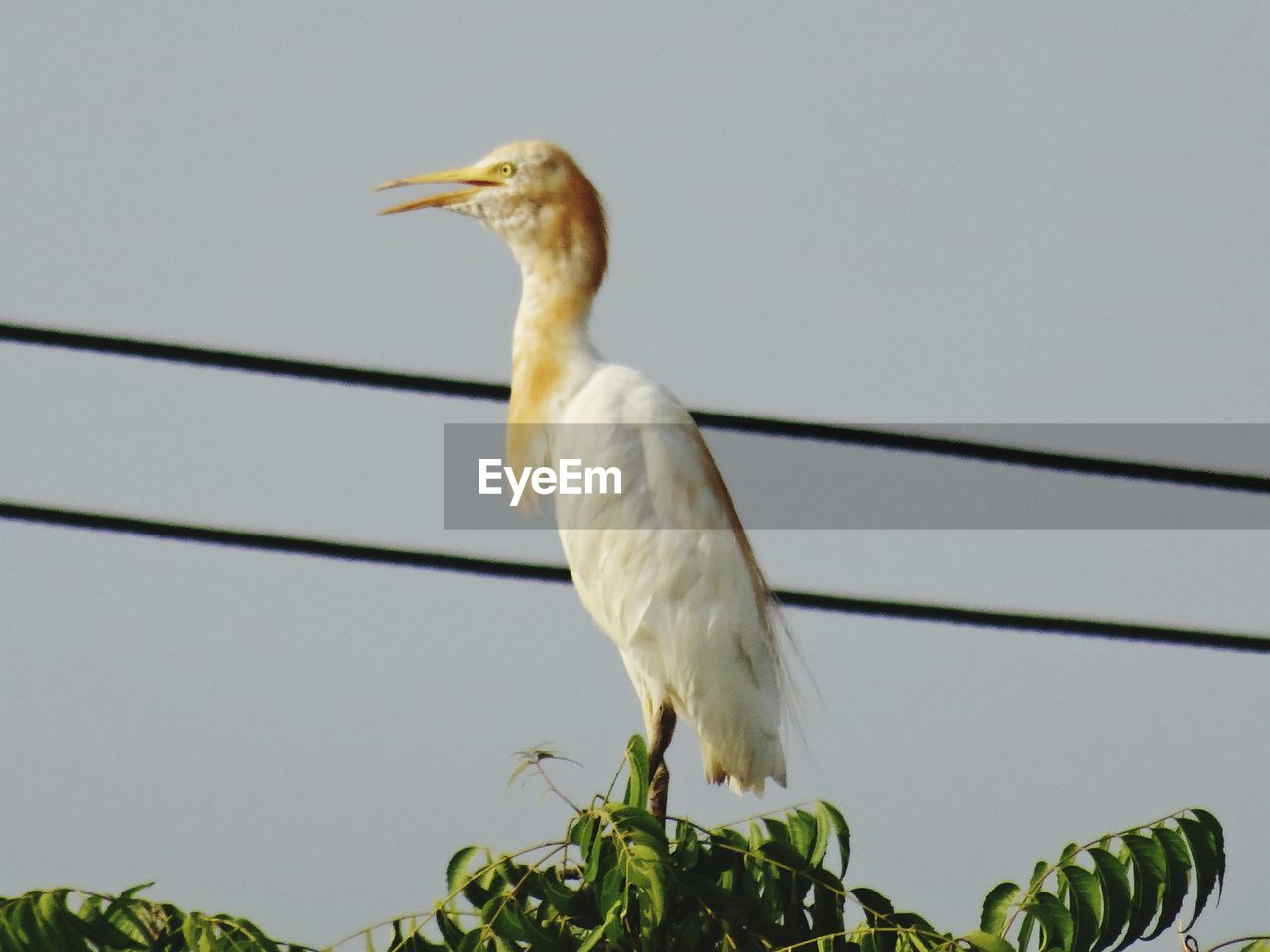 LOW ANGLE VIEW OF BIRD PERCHING ON A PLANT