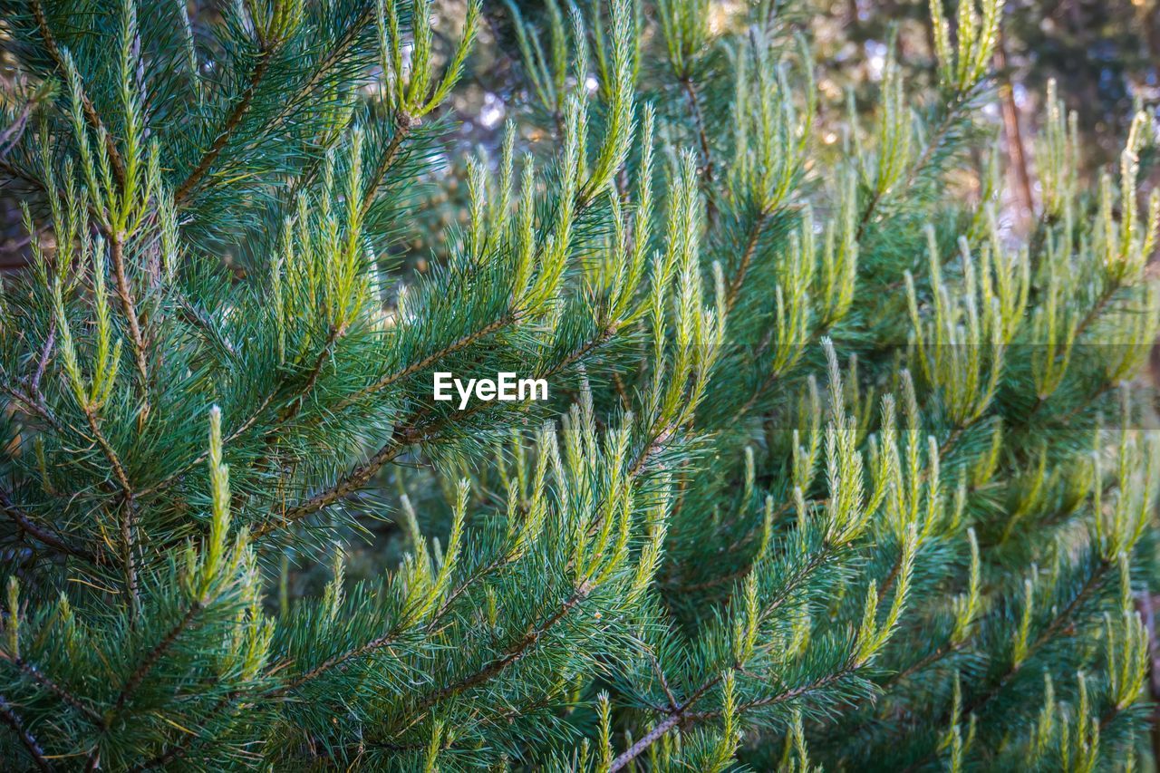 FULL FRAME OF PINE TREE