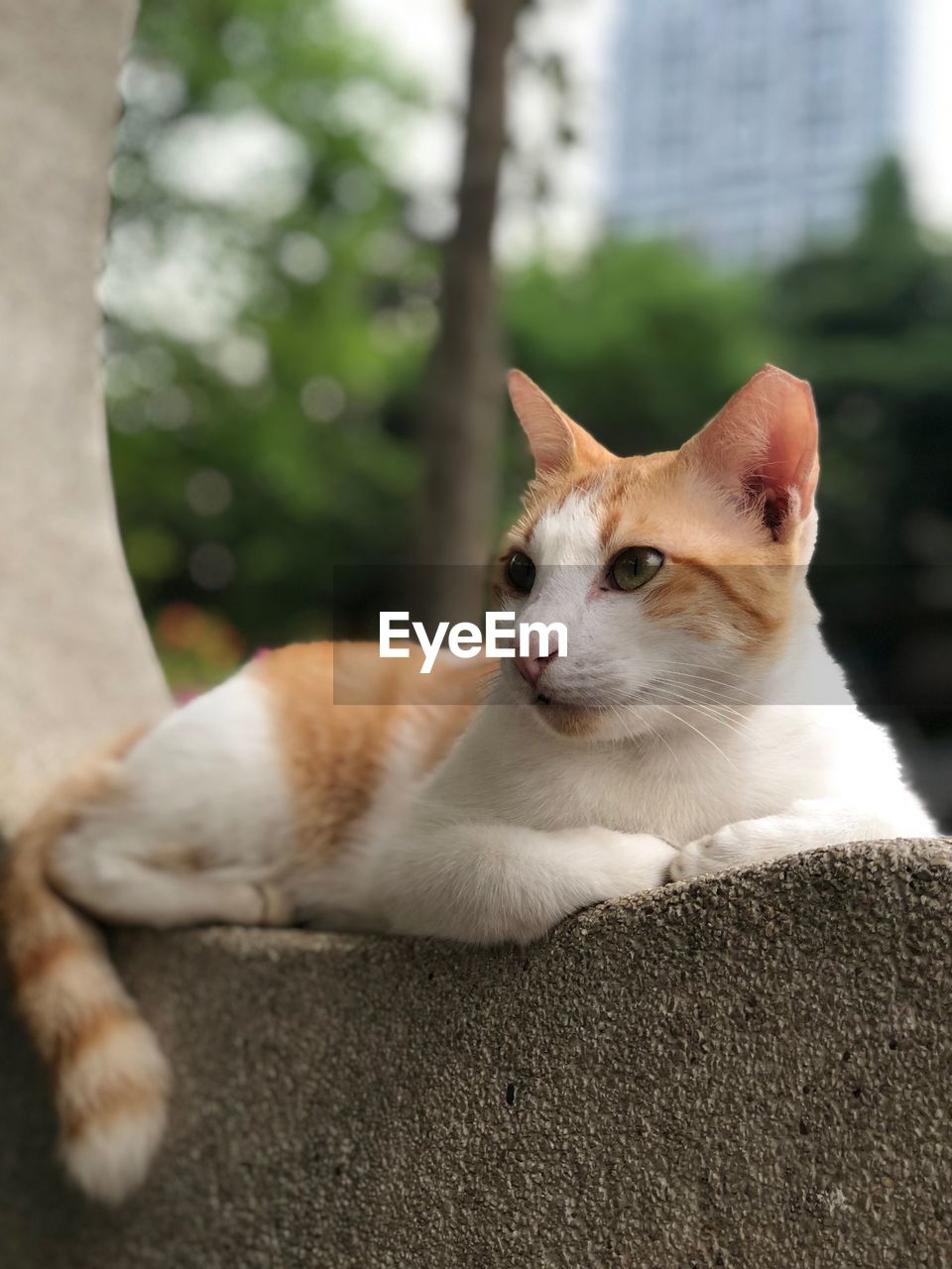 CLOSE-UP OF A CAT LOOKING AWAY