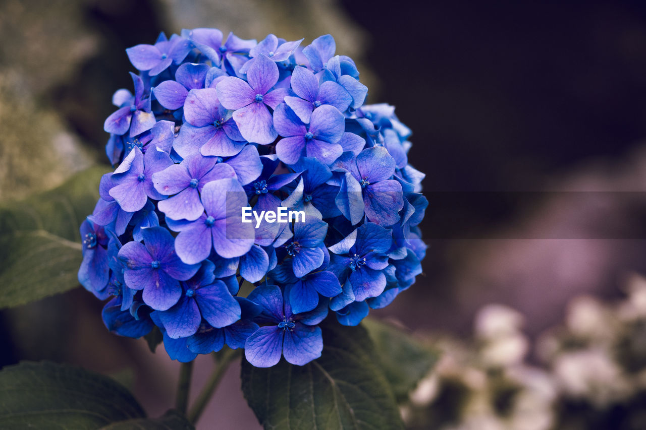 flower, flowering plant, plant, blue, beauty in nature, freshness, close-up, nature, petal, purple, flower head, inflorescence, macro photography, fragility, growth, hydrangea, focus on foreground, no people, outdoors, springtime, bunch of flowers