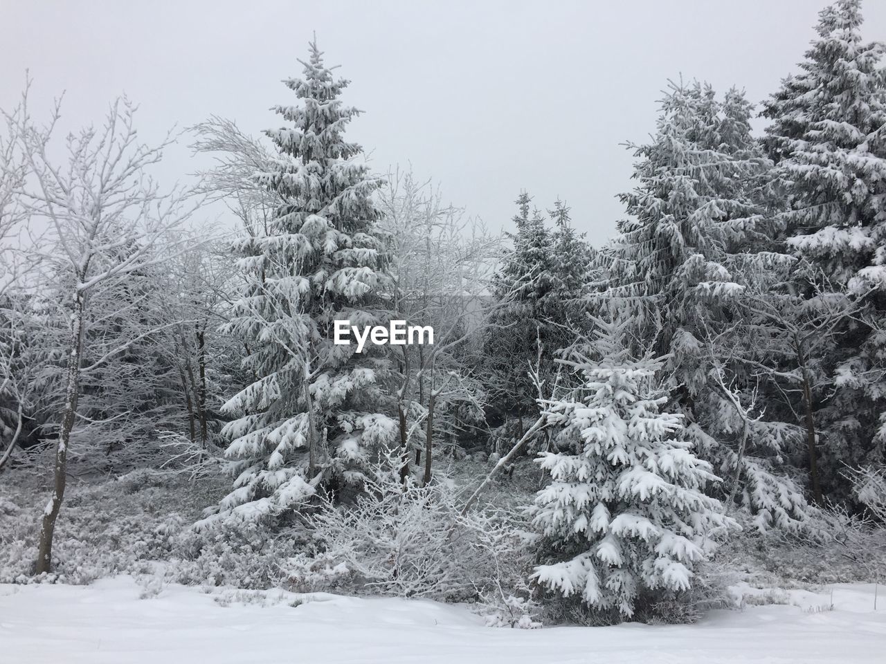 Pine trees on snow covered field against sky