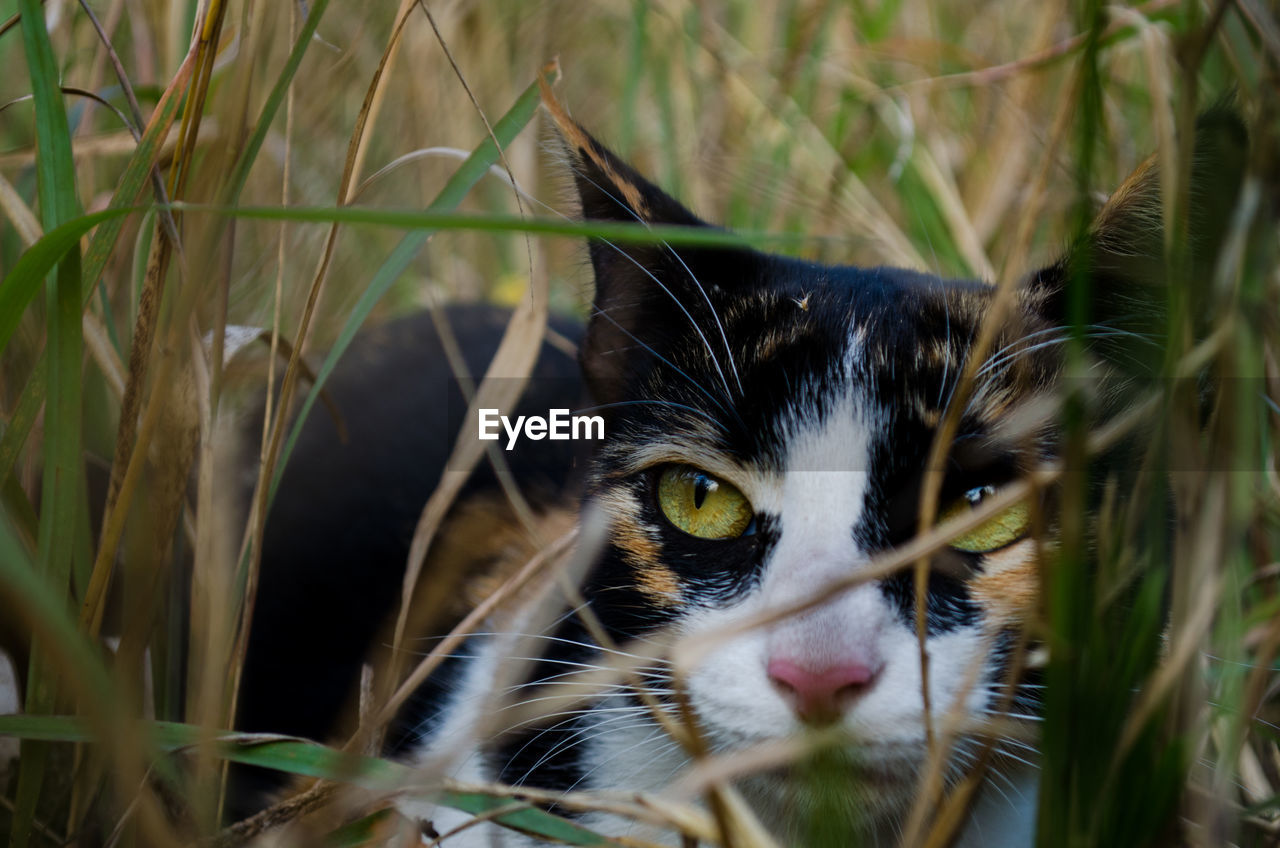 Close-up of cat on grassy field