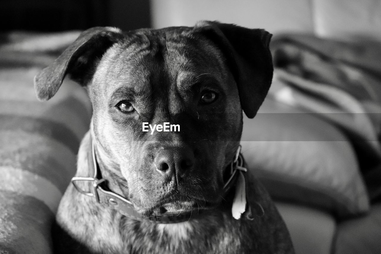 CLOSE-UP PORTRAIT OF DOG SITTING ON BLANKET