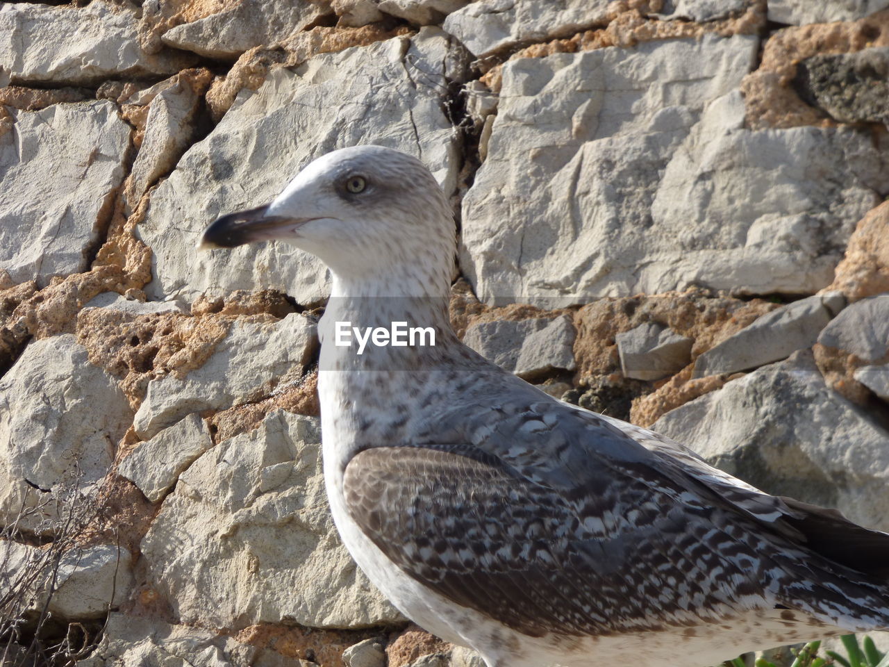 Close-up of a bird