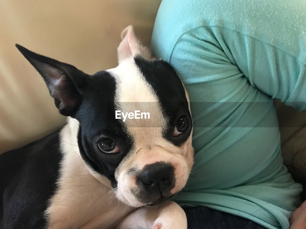 CLOSE-UP PORTRAIT OF DOG RELAXING AT HOME