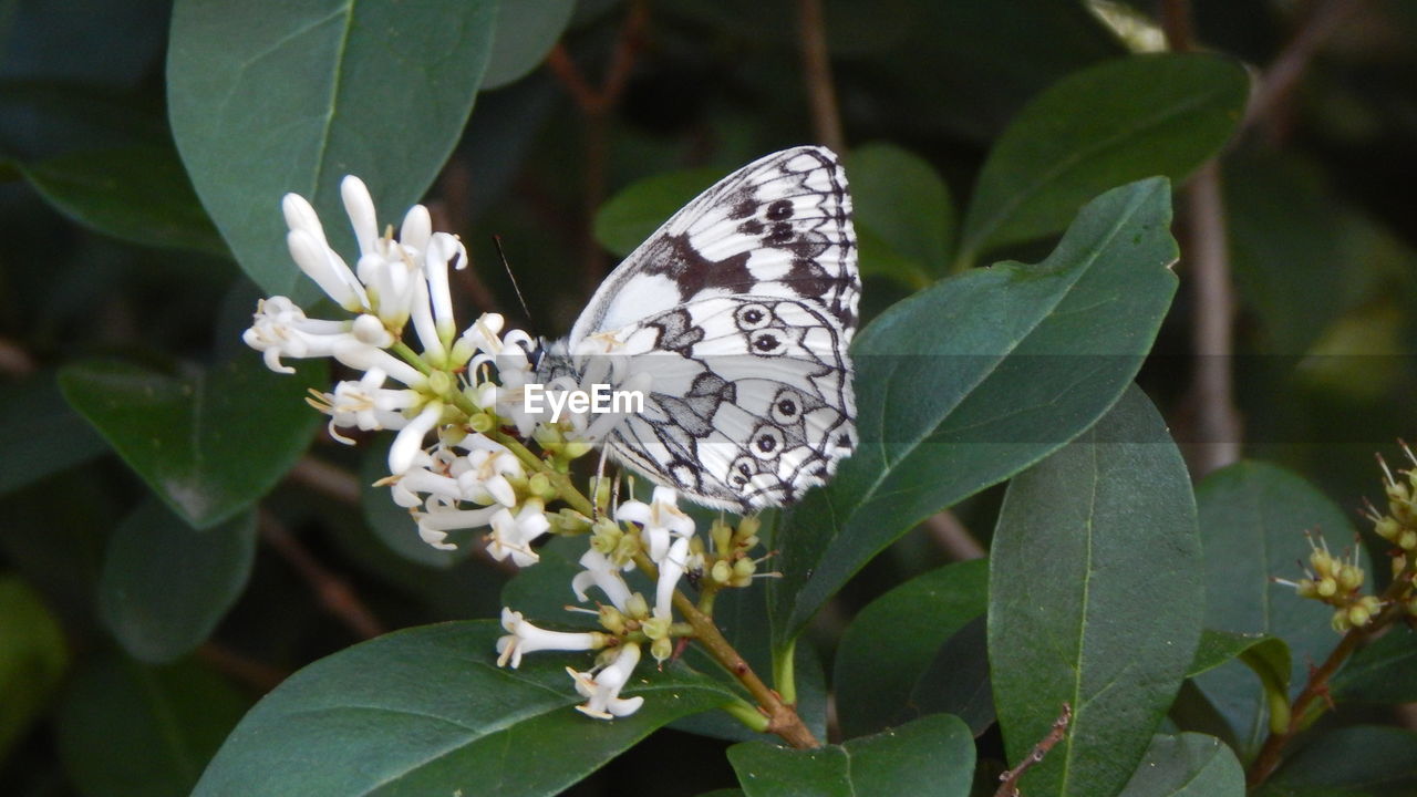 CLOSE-UP OF WHITE FLOWERS BLOOMING