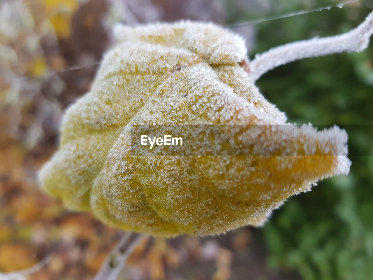 CLOSE-UP OF FROZEN LEAVES