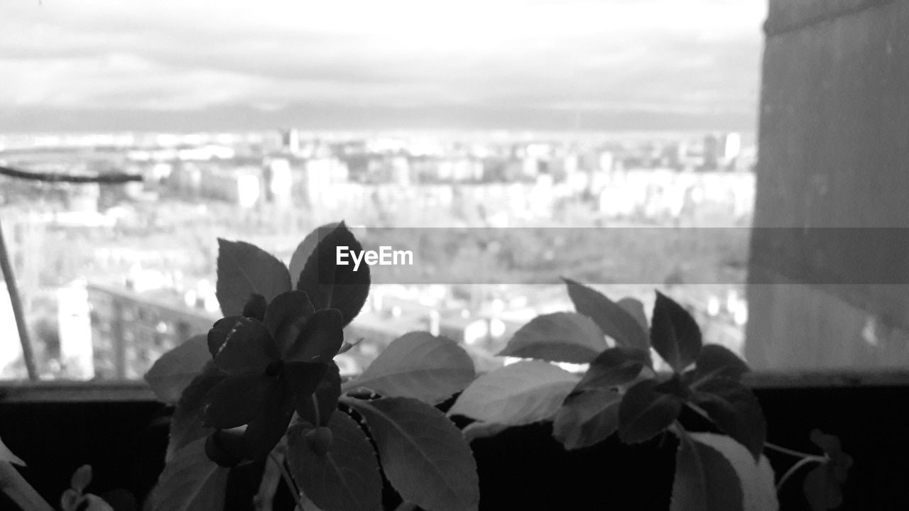 CLOSE-UP OF PLANTS AGAINST SKY