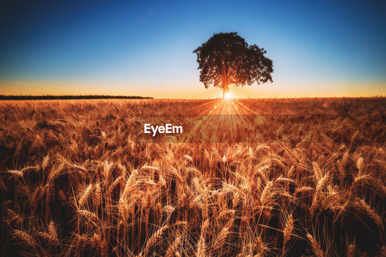 SCENIC VIEW OF FIELD AGAINST BRIGHT SUN